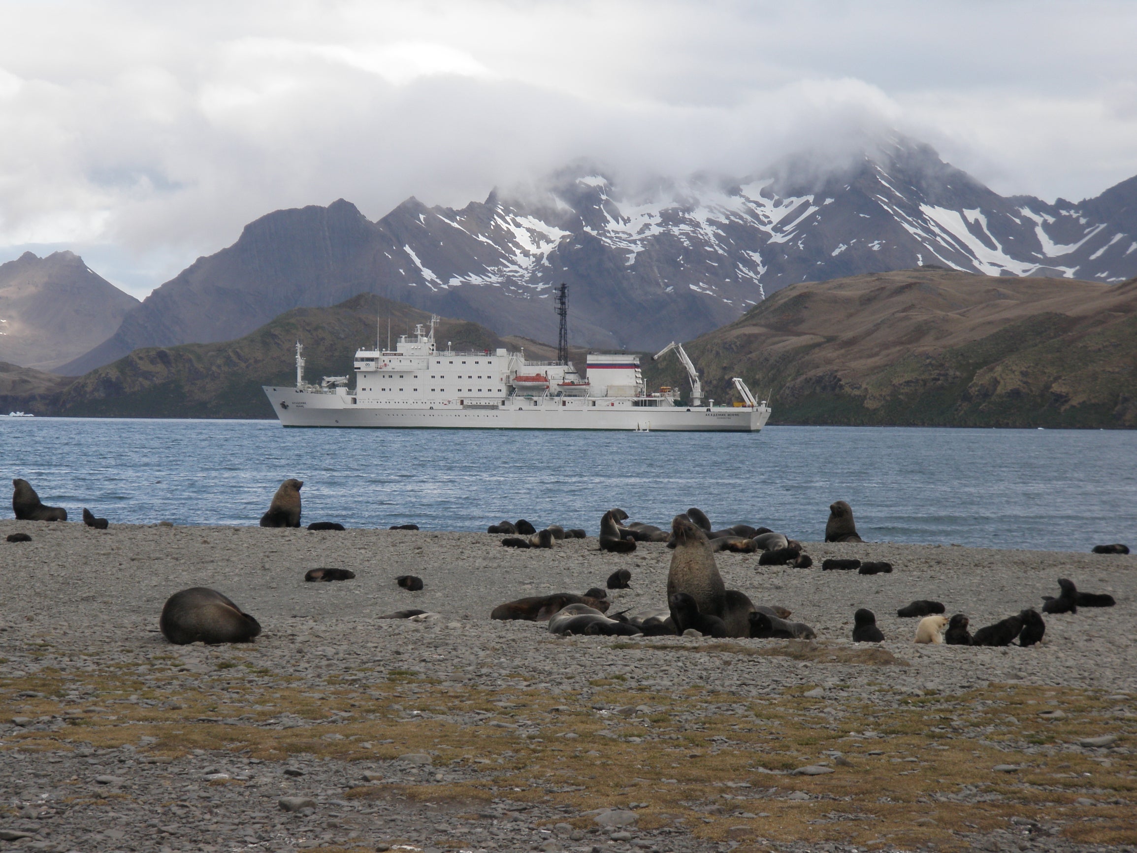 S. Georgia, Antarctica Peninsula 2013 image by R. Milam
