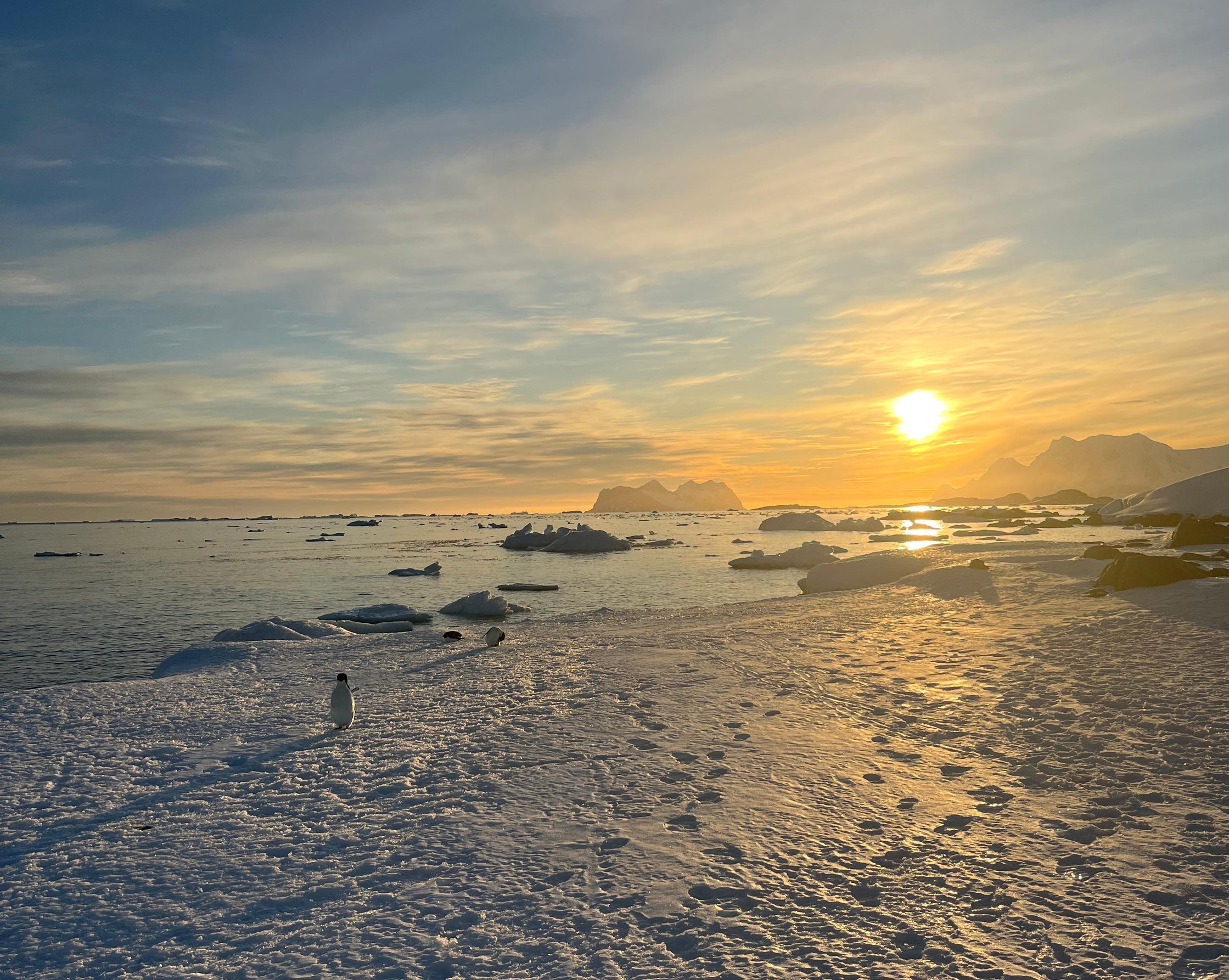Adelie penguins on the ice at Rothera Station, Adelaide Island, West Antarctica in 2025