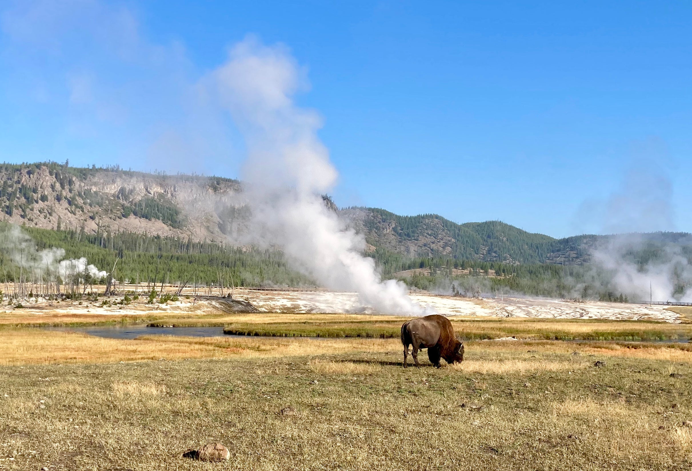 Image of American bison grazing next to geothermal springs (permit YELL-2020-SCI-8146)